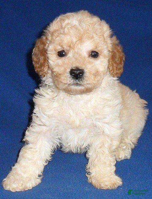 Shihpoo dogs Yogi - Ad 5