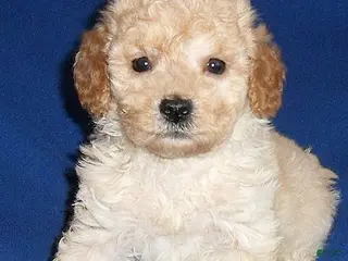 Shihpoo dogs Yogi - Ad 1