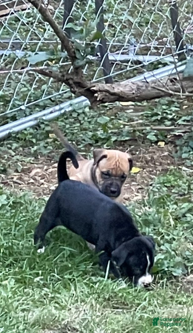 Mixed Breed dogs Mixed Breed Puppy 2 - Ad 6