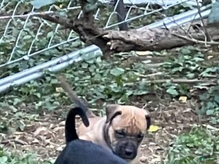 Mixed Breed dogs - Ad 13