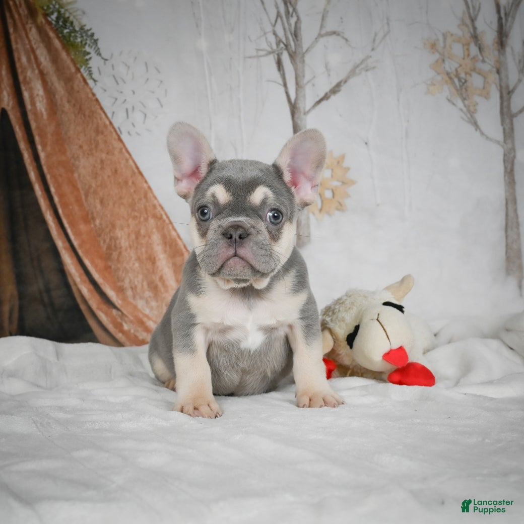 French Bulldog dogs Benny - Ad 9