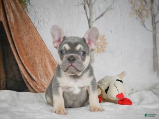 French Bulldog dogs Benny - Ad 38
