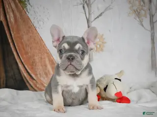 French Bulldog dogs Benny - Ad 25