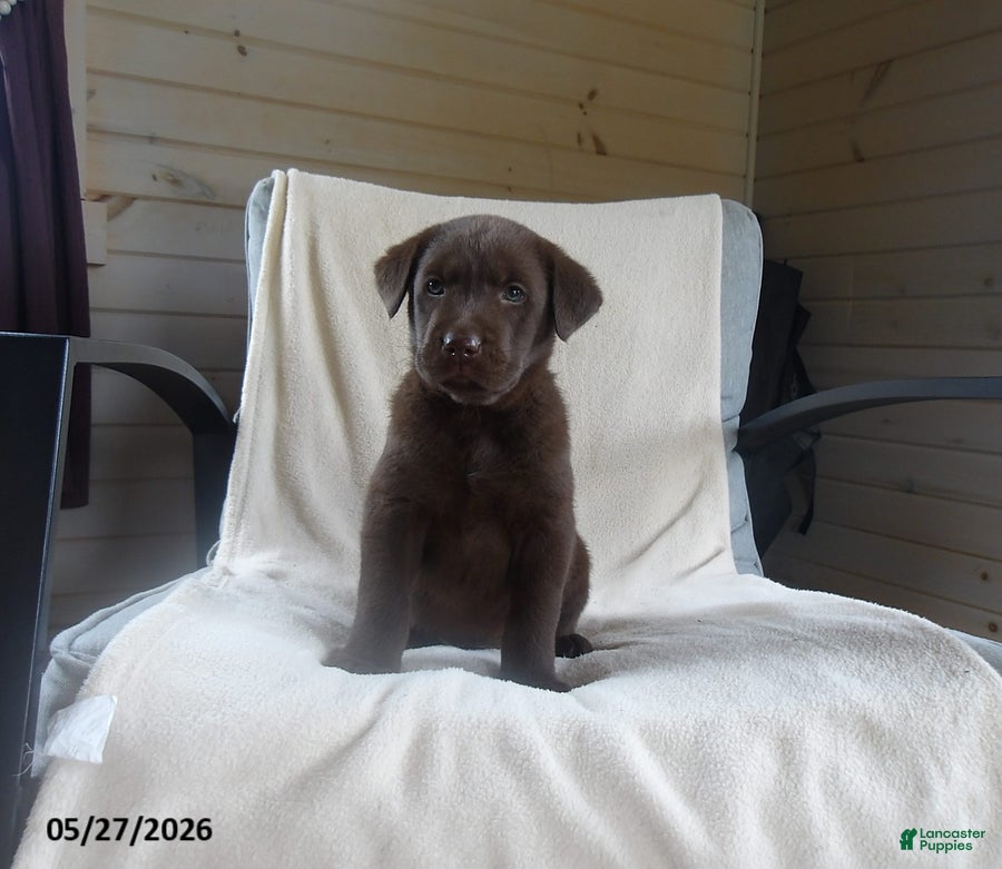 Labrador Retriever dogs Ranger - Ad 1