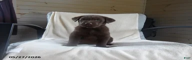 Ranger