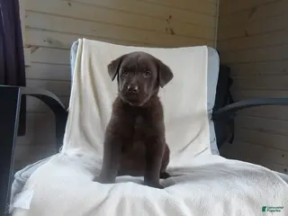 Labrador Retriever dogs for sale: Ranger - Ad 3