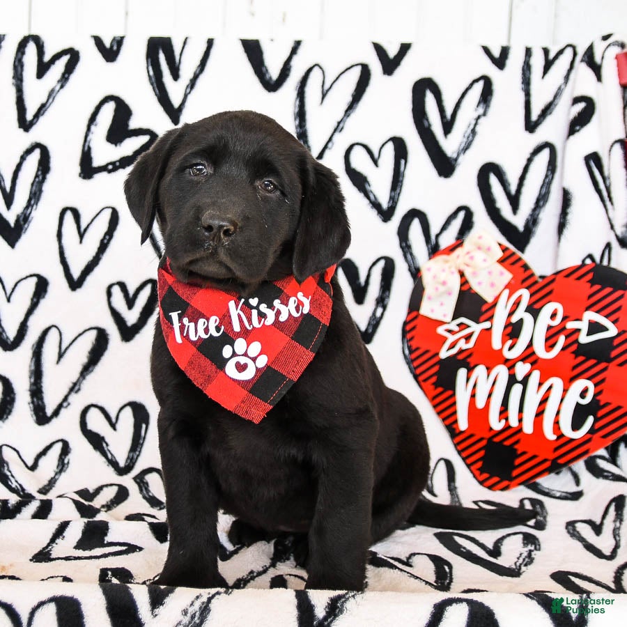 Labrador Retriever dogs for sale: Muffin - Ad 1