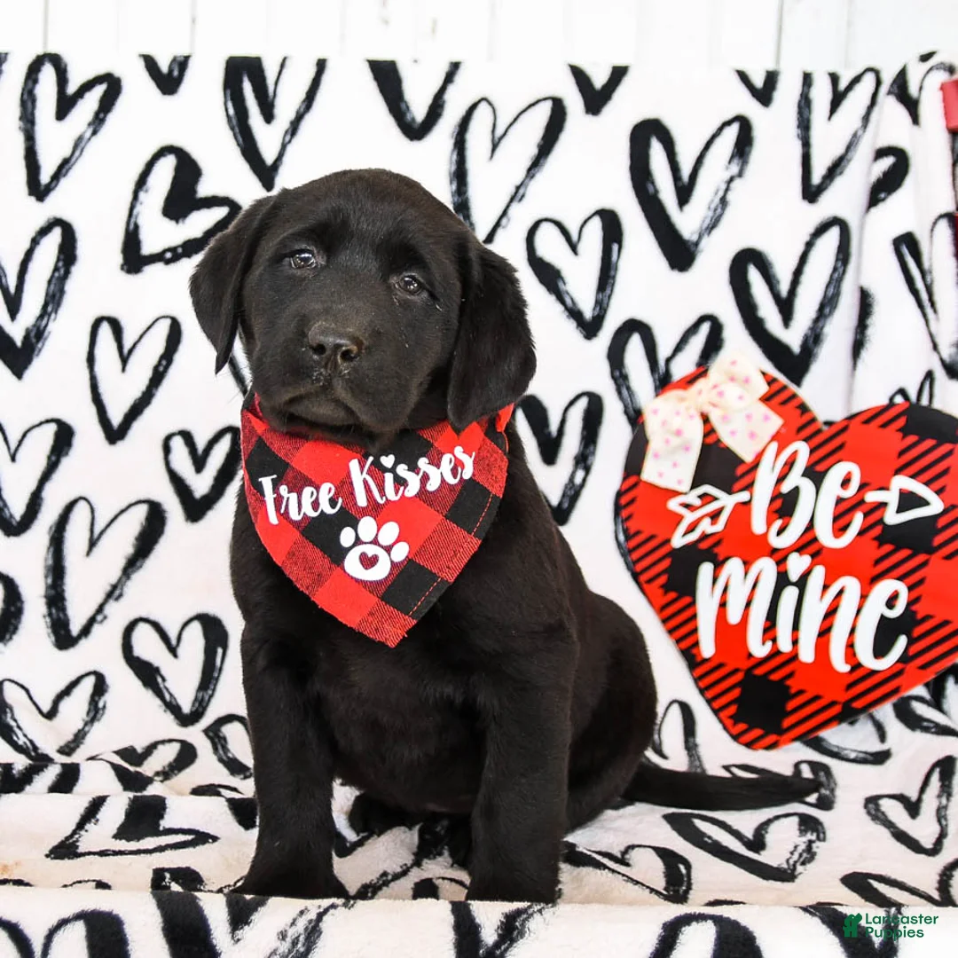 Labrador Retriever dogs for sale: Muffin - Ad 1