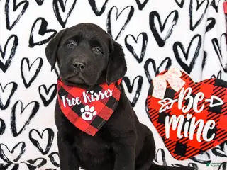 Labrador Retriever dogs for sale: Muffin - Ad 1