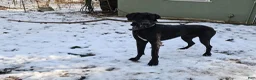 Great Dane dogs for sale: Great Dane 1 - Ad 2
