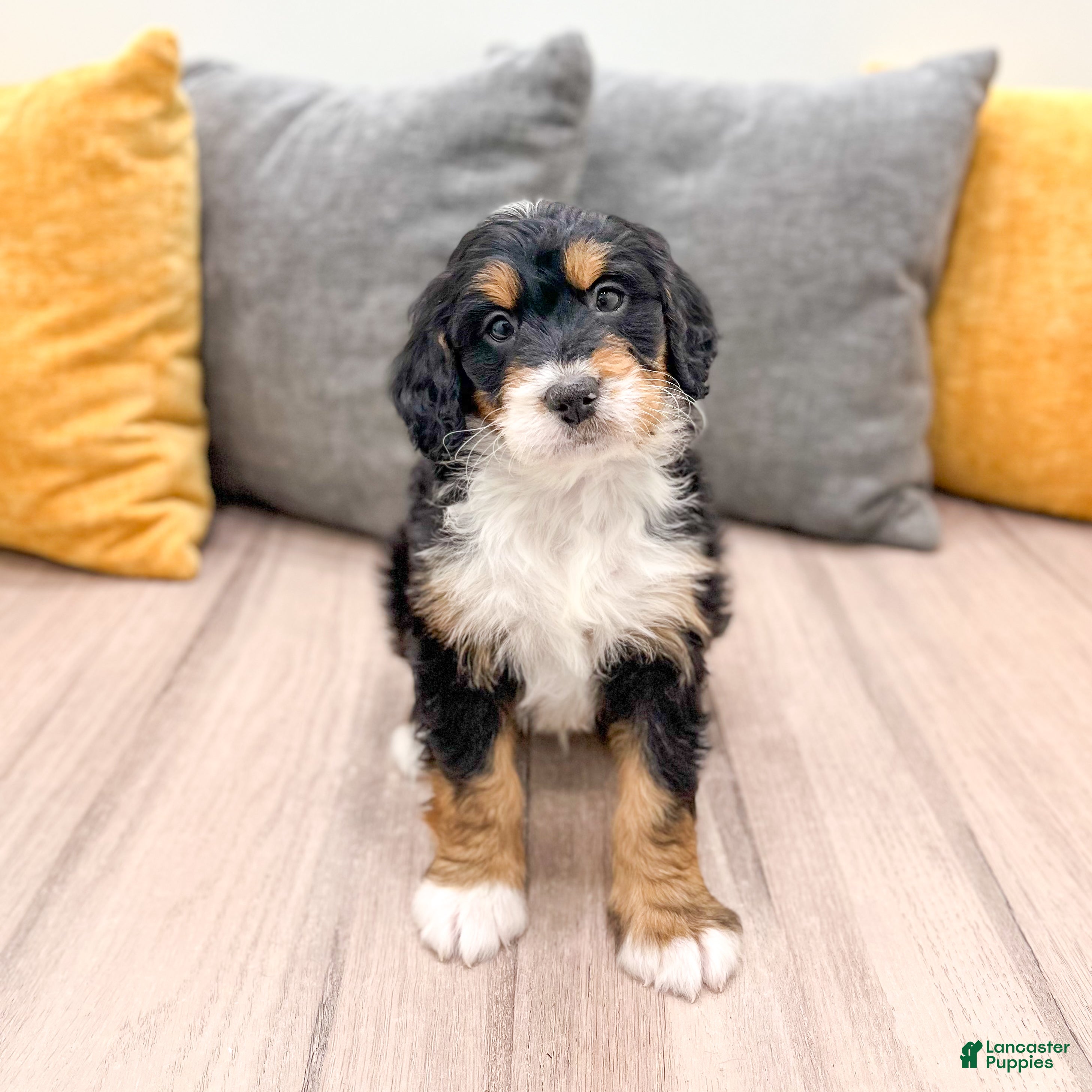 Mini Bernedoodle dogs Chief - Ad 39