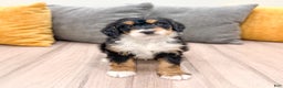Mini Bernedoodle dogs for sale: Chief - Ad 1