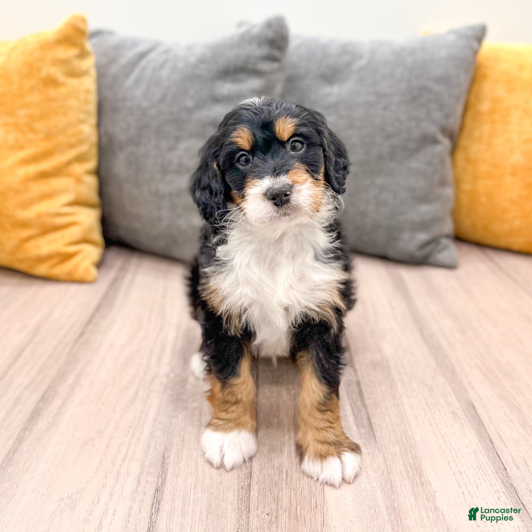 Mini Bernedoodle dogs for sale: Chief - Ad 1