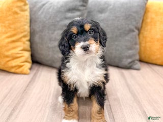 Mini Bernedoodle dogs Chief - Ad 39