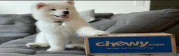 Samoyed dogs for sale: Charley - Ad 5