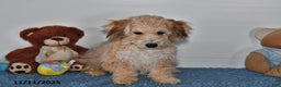 Bichpoo dogs for sale: Buster Brown - Ad 2