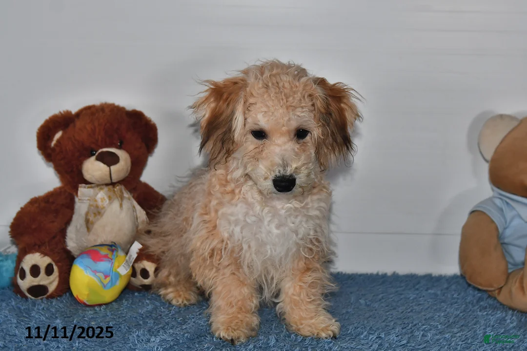 Bichpoo dogs for sale: Buster Brown - Ad 17