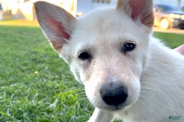 Furry Treasures | Lancaster Puppies
