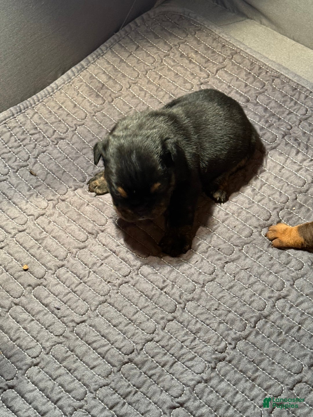 English Bulldog dogs for sale: Khal Drogo - Ad 12