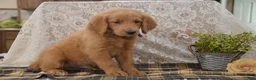 Goldendoodle dogs for sale: Skipper - Ad 4