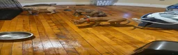 Mixed Breed dogs for sale: Mixed Breed 2 - Ad 4