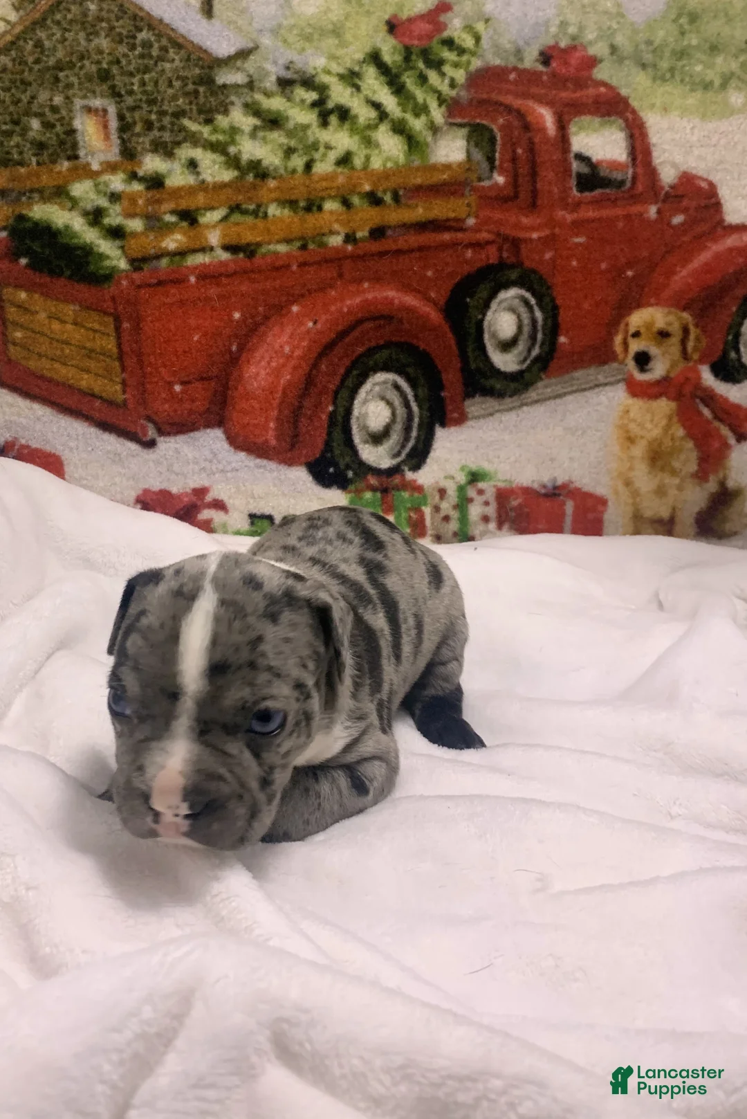 Mixed Breed dogs for sale: Boots - Ad 11