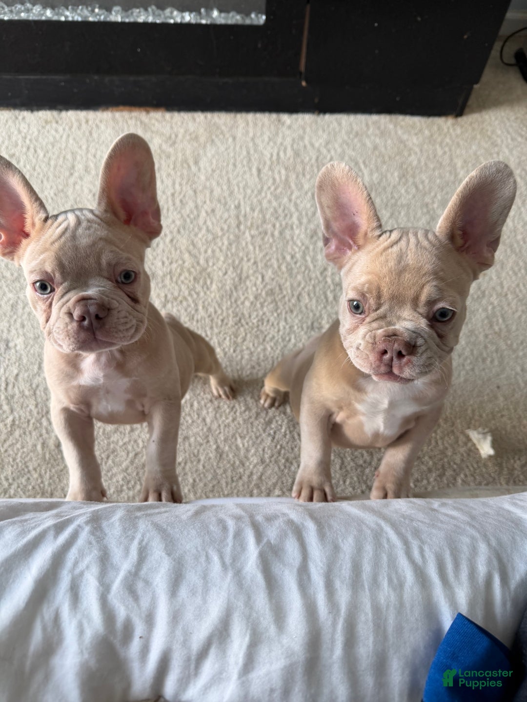 French Bulldog dogs for sale: French Bulldog Puppy 1 - Ad 5