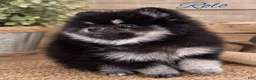 Pomeranian dogs for sale: Pomeranian 1 - Ad 7