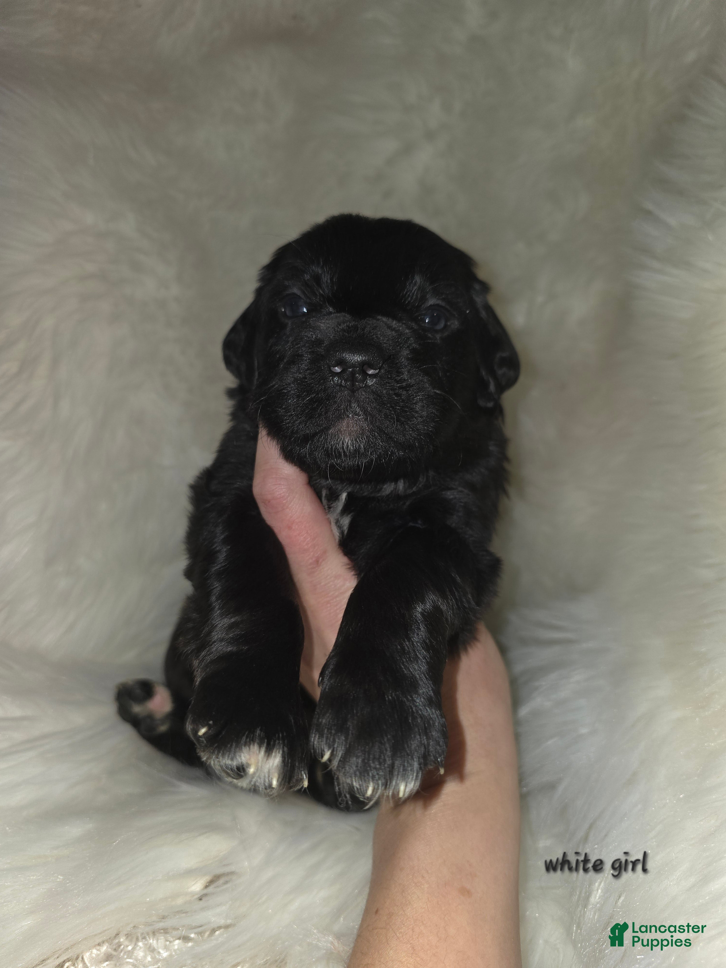 Mixed Breed dogs Mixed Breed Puppy 3 - Ad 13