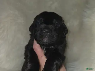 Mixed Breed dogs Mixed Breed Puppy 3 - Ad 13