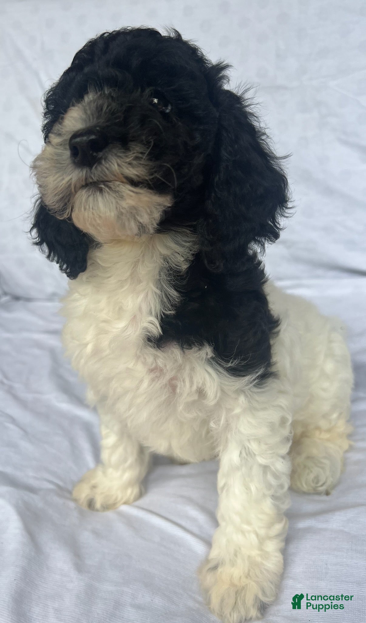 Mini Goldendoodle dogs Snoop - F1b mini Golden Doodle - Ad 1