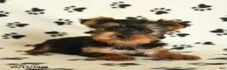 Yorkshire Terrier dogs for sale: Lila - Ad 2