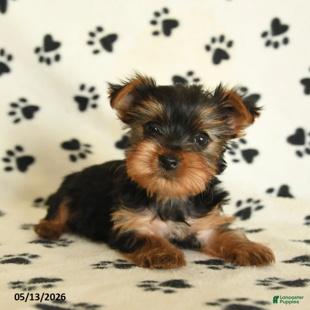 Yorkshire Terrier dogs for sale: Lila - Ad 2