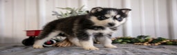 Siberian Husky dogs for sale: Storm - Ad 3