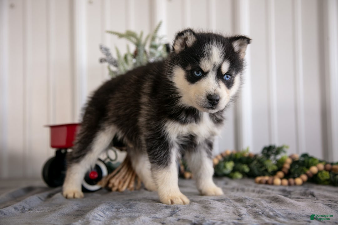 Siberian Husky dogs for sale: Storm - Ad 3