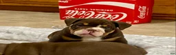 English Bulldog dogs for sale: Dozer - Ad 11