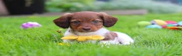 Miniature Dachshund dogs for sale: Archie - Ad 5