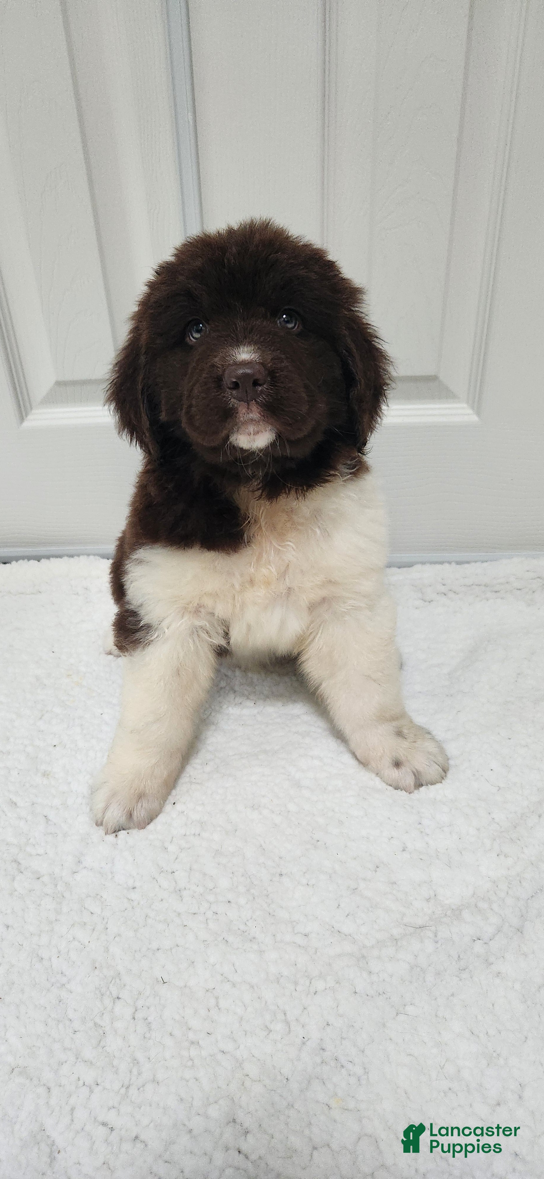 Newfoundland dogs AKC Izzy - Ad 1
