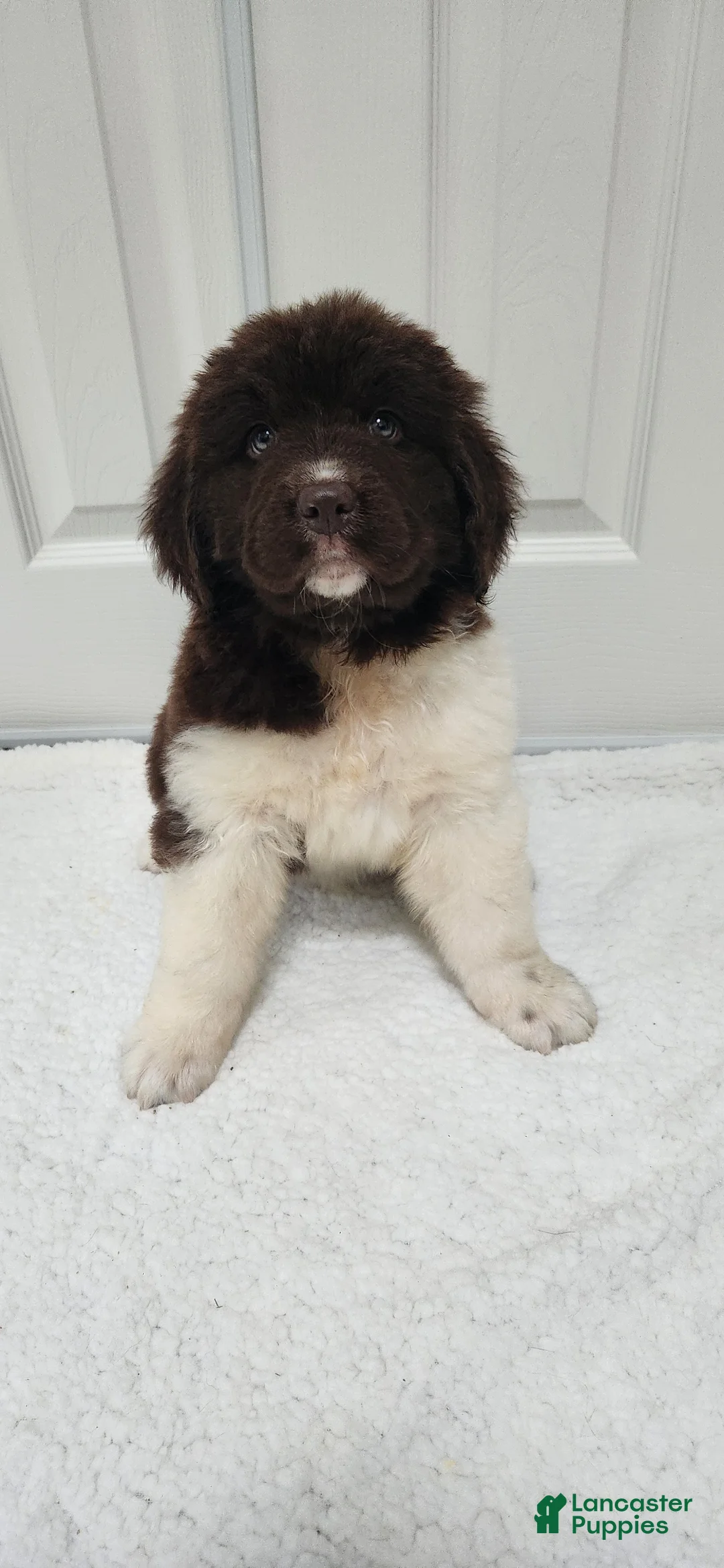 Newfoundland dogs for sale: AKC Izzy - Ad 1