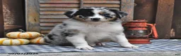 Australian Shepherd dogs for sale: Jewel - Ad 3