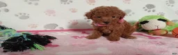 Toy Poodle dogs for sale: Berry  - Ad 1