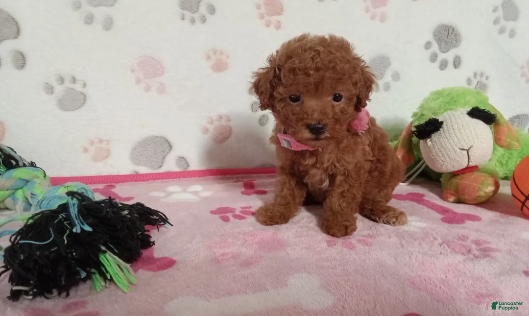 Toy Poodle dogs for sale: Berry  - Ad 1