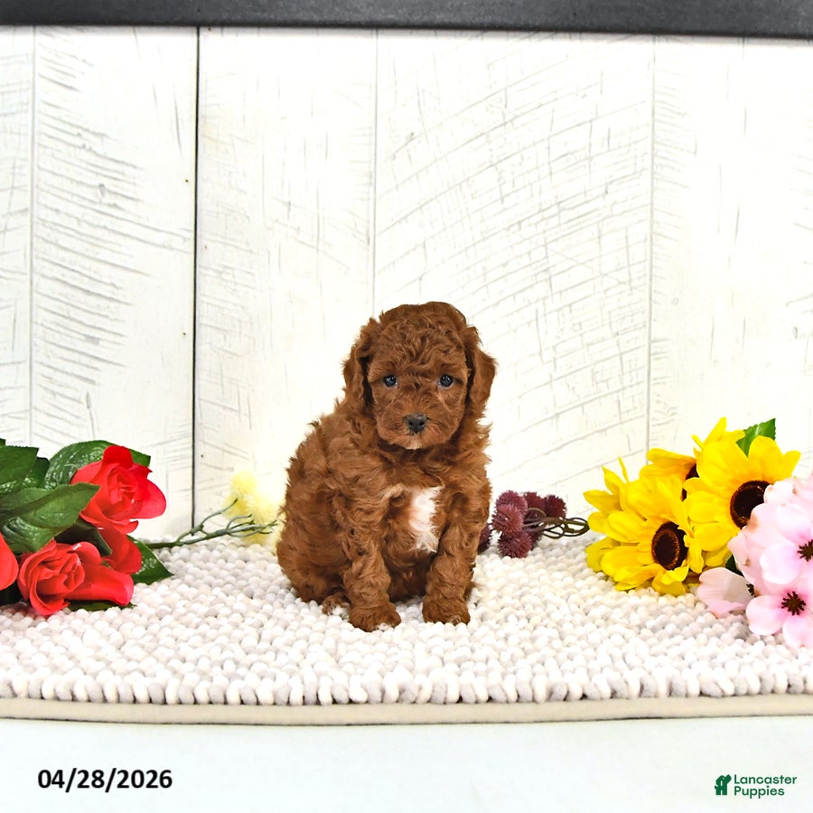 Miniature Poodle dogs Kallie - Ad 1