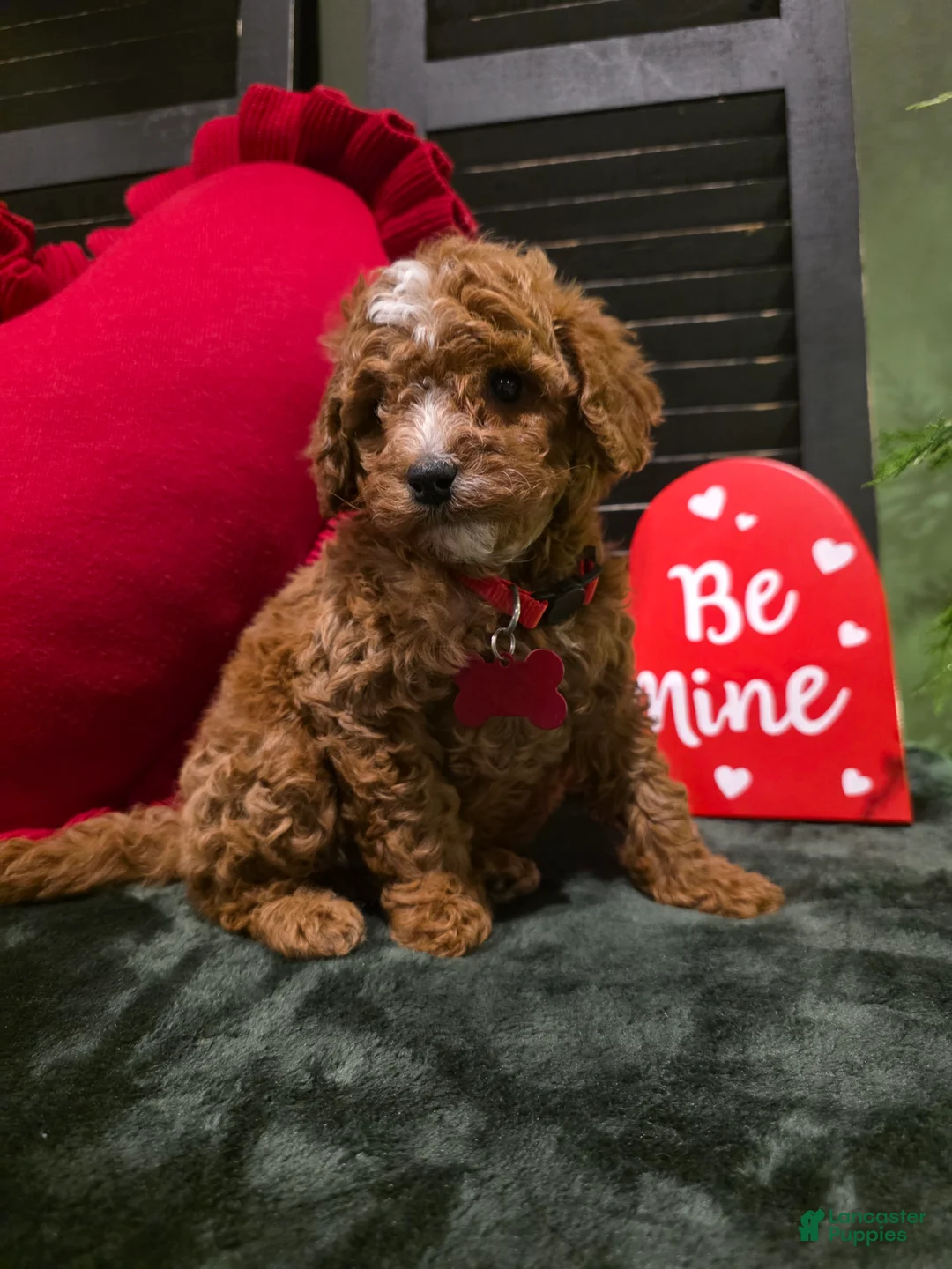 Mini Bernedoodle dogs for sale: Jax  - Ad 4
