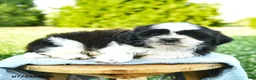 Shih Tzu dogs for sale: Sunny  - Ad 3