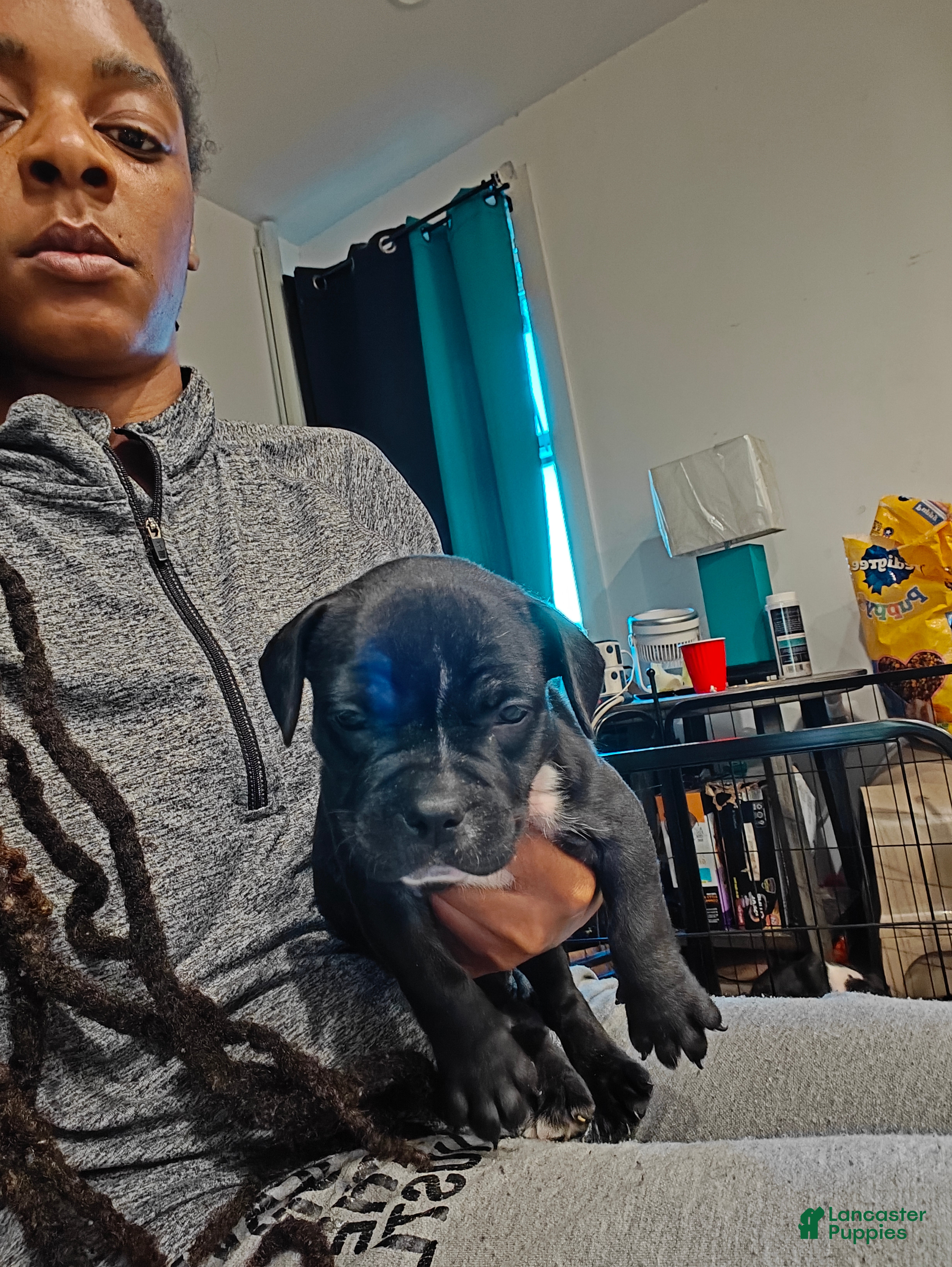 Mixed Breed dogs Mixed Breed 6 - Ad 13