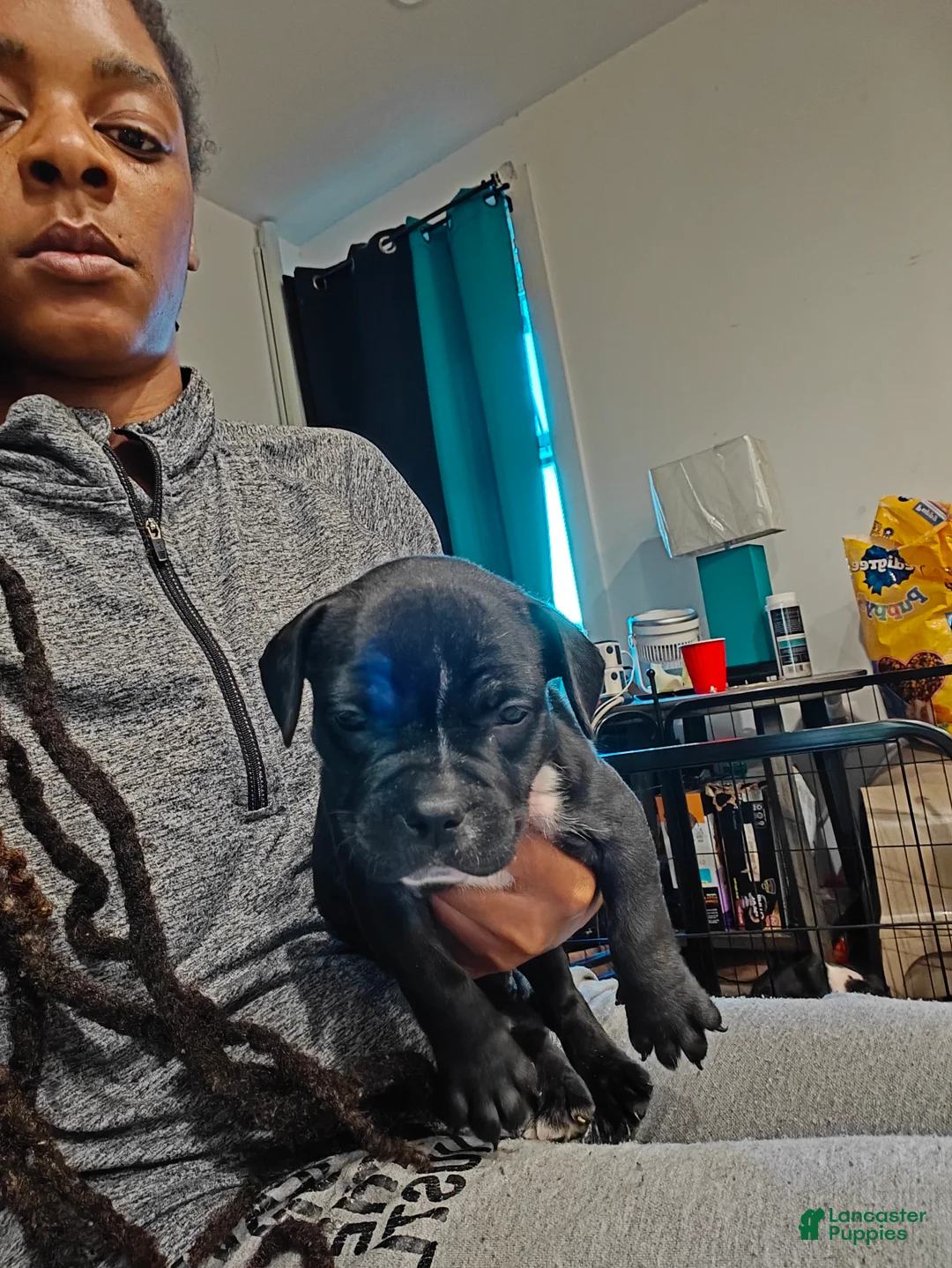 Mixed Breed dogs for sale: Mixed Breed 6 - Ad 1