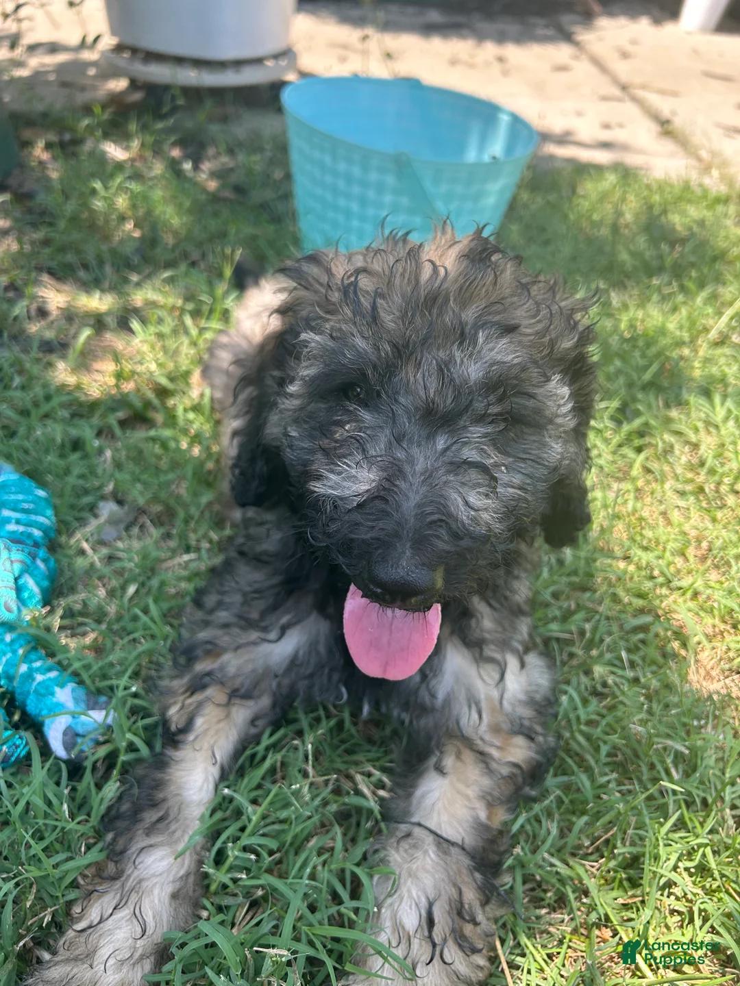 Bordoodle dogs for sale: Roxy - Ad 1