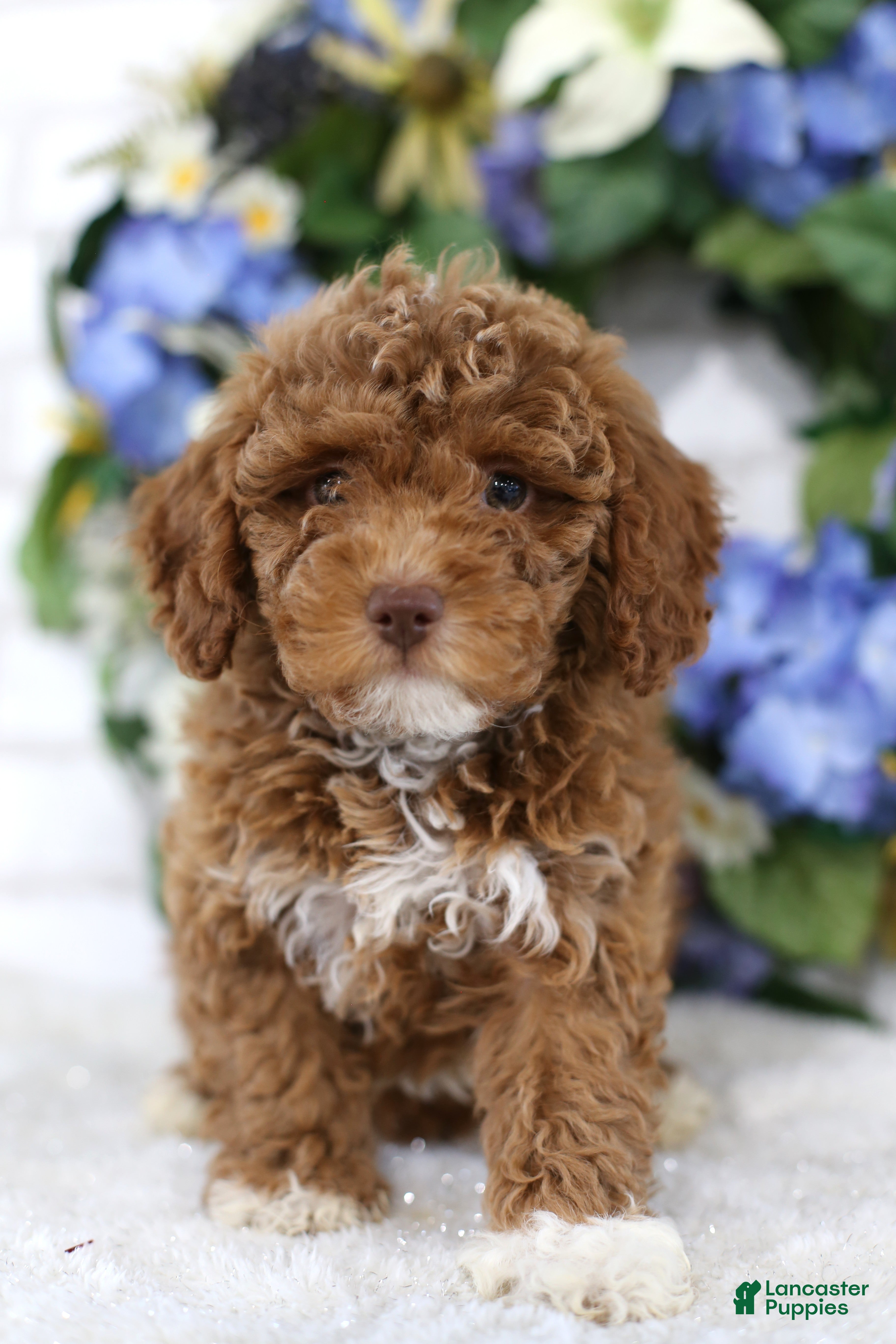 Miniature Poodle dogs Chase - Ad 1