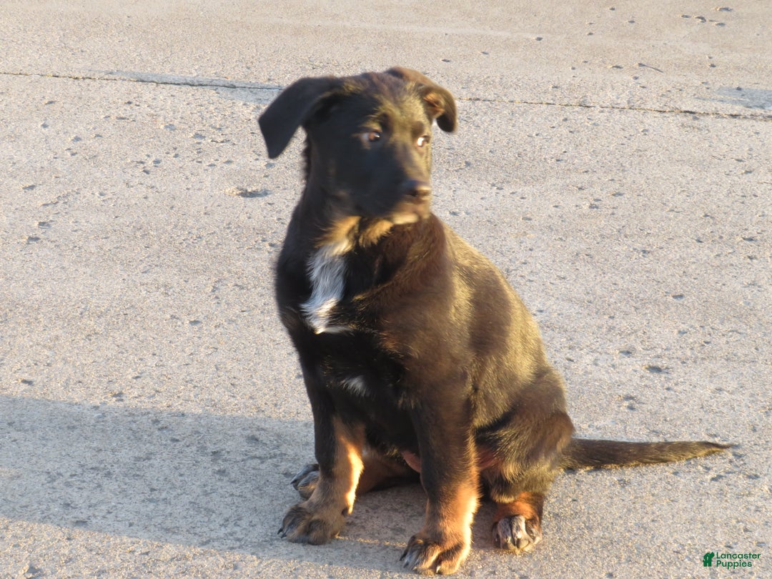 German Shepherd dogs for sale: Millie - Ad 9